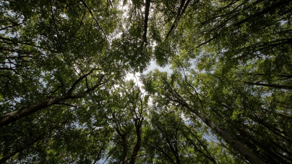 Quali Sono le Leggi che Proteggono l'Ambiente