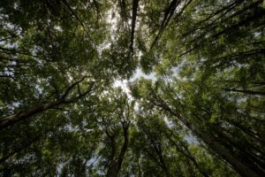 Quali Sono le Leggi che Proteggono l'Ambiente