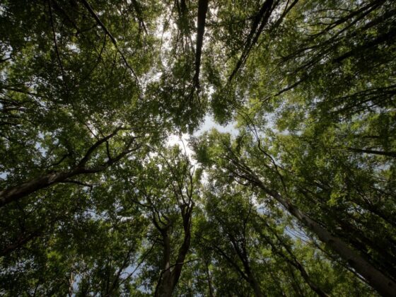 Quali Sono le Leggi che Proteggono l'Ambiente