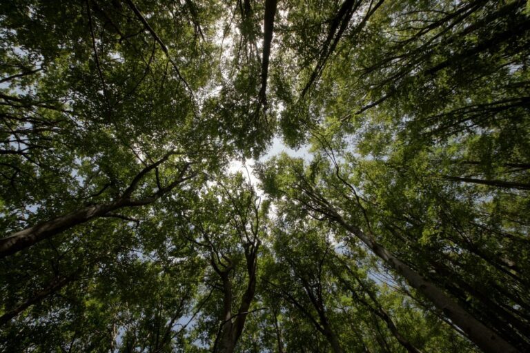 Quali Sono le Leggi che Proteggono l'Ambiente