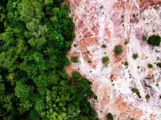 Ley de Deforestación