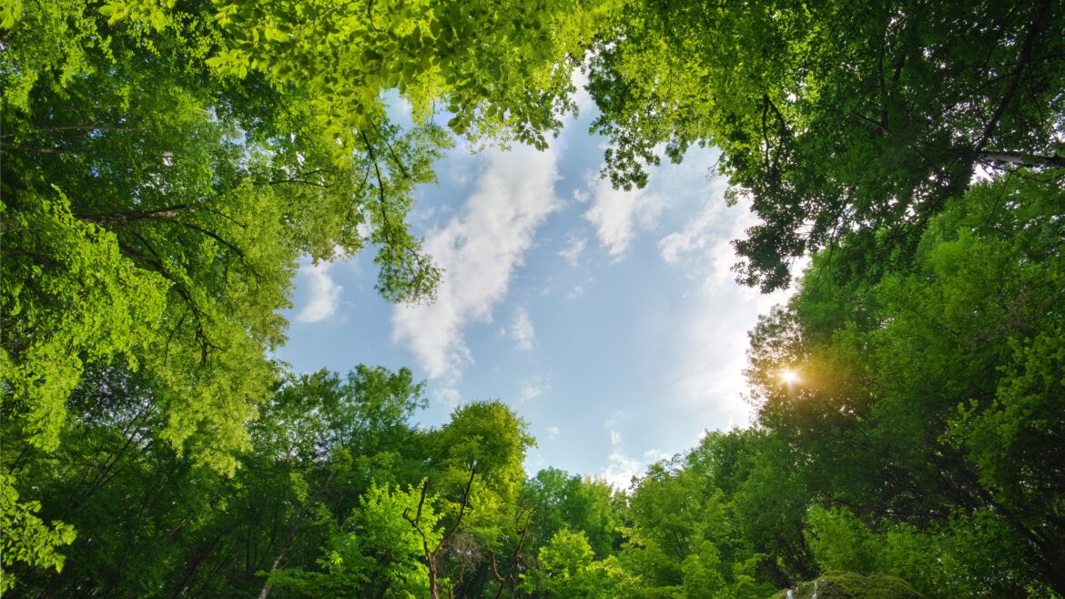 cómo se compone la legislación medioambiental en Chile