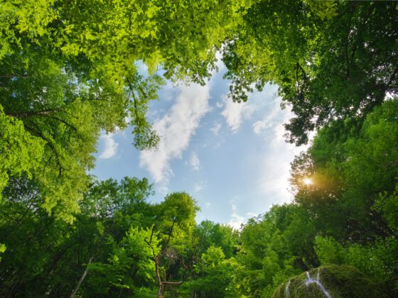 cómo se compone la legislación medioambiental en Chile